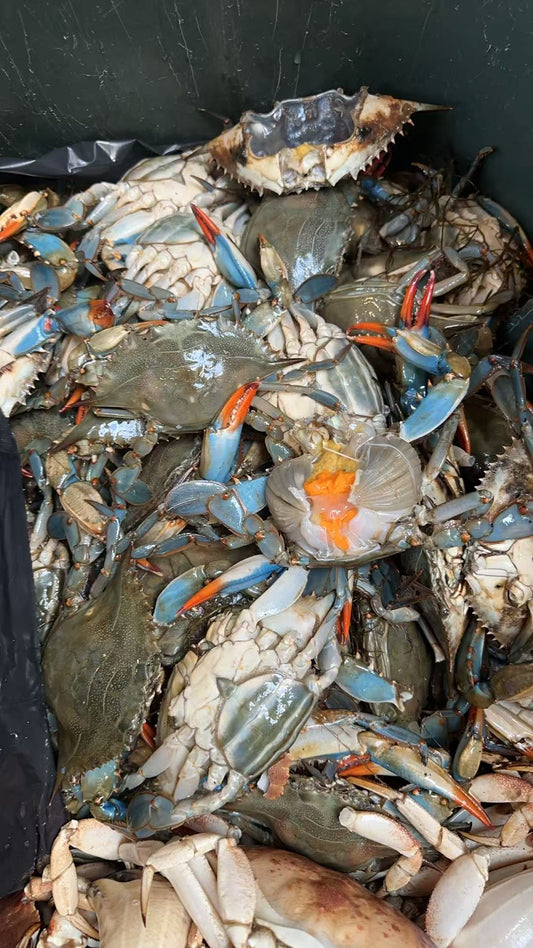 Blue Crab
