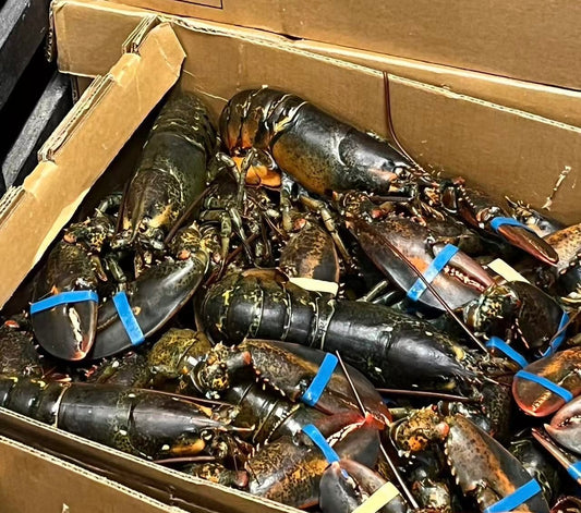 Lobster